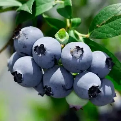 Голубика СИЕРРА в Кобрине