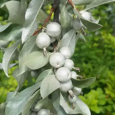 ЛОХ СЕРЕБРИСТЫЙ в Кобрине