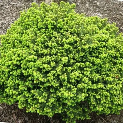 Ель ЛИТЛ ДЖЕМ обыкновенная в Кобрине