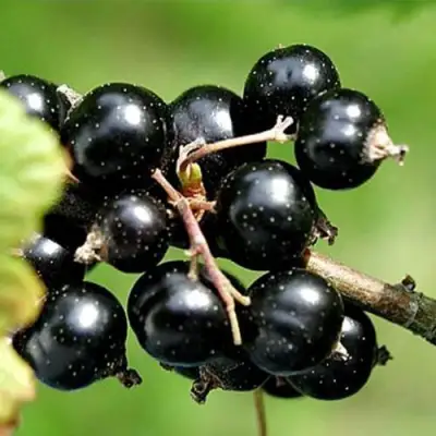 Смородина чёрная ЦЕРЕРА в Кобрине