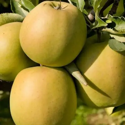 Яблоня МУТСУ в Кобрине