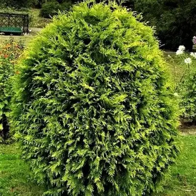 Туя ТИП ТОП западная в Кобрине