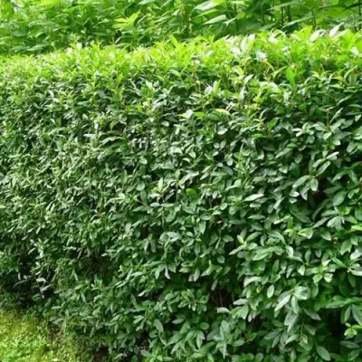 Бирючина обыкновенная в Кобрине