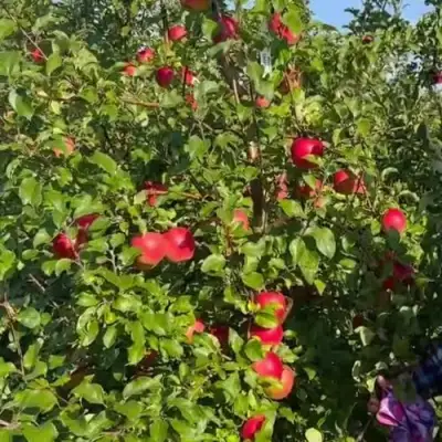 Яблоня САКАВИТА в Кобрине