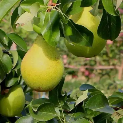 Груша ДОБРЯНКА в Кобрине