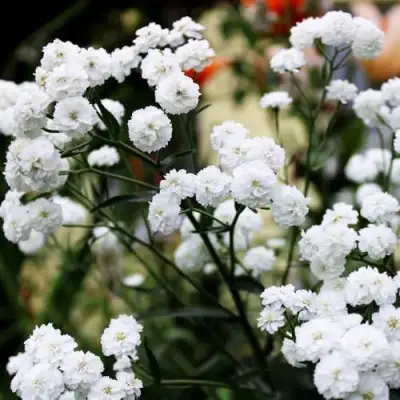 Тысячелистник МАРШМЕЛЛОУ в Кобрине