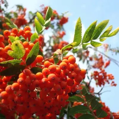 Рябина ВЕФЕД сладкоплодная в Кобрине