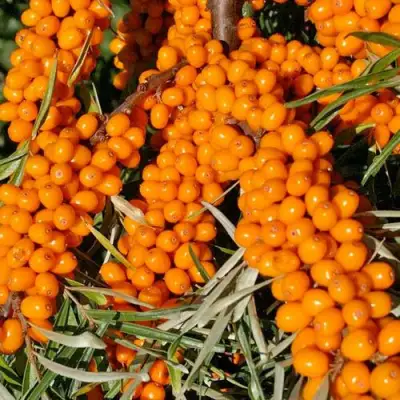 Облепиха ЕЛИЗАВЕТА в Кобрине