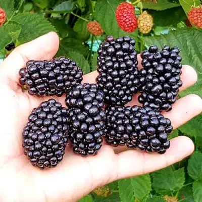 Ежевика ОУАЧИТА бесшипная  в Кобрине