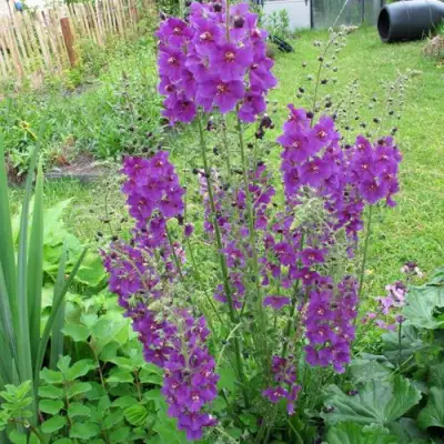 Коровяк ВИОЛЕТТА (вербаскум) в Кобрине