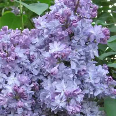 Сирень НЕБО МОСКВЫ в Кобрине