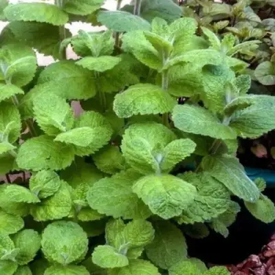 Мята яблочная в Кобрине