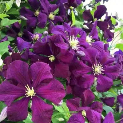 Клематис ПАНТЕР в Кобрине