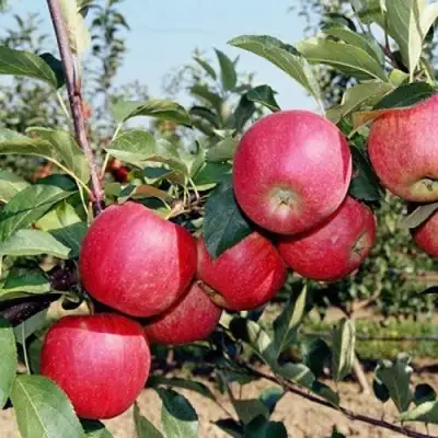 Яблоня АПОРТ в Кобрине