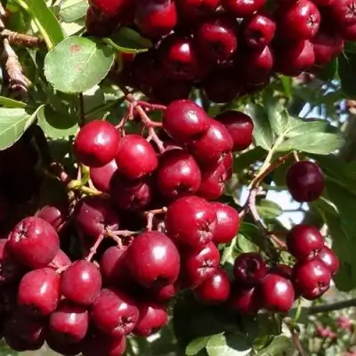 Рябина ГРАНАТНАЯ сладкоплодная в Кобрине