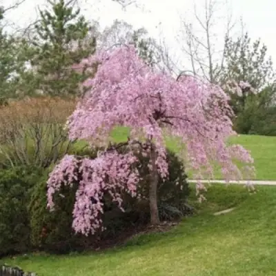 Сакура КИКУ ШИДАРЕ в Кобрине