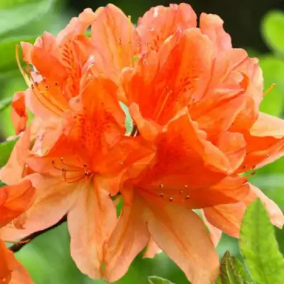 Азалия ГЕЙША ОРАНЖ японская в Кобрине