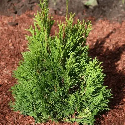 Туя МИКИ западная в Кобрине