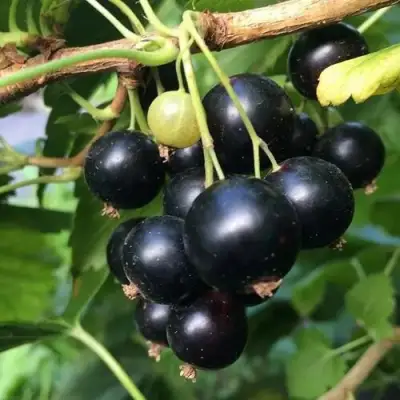 Смородина чёрная ДАБРАДЗЕЯ в Кобрине