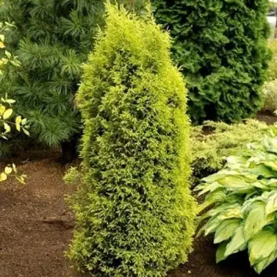 Можжевельник ГОЛД КОН обыкновенный в Кобрине