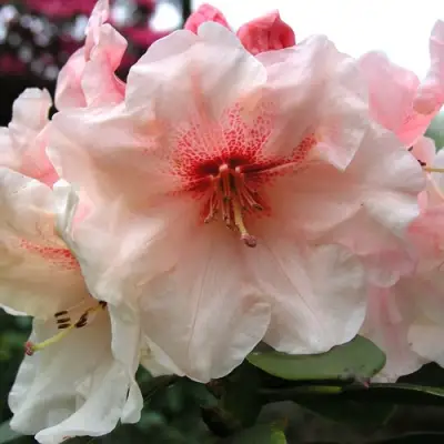 Рододендрон ХАНЯ	 в Кобрине