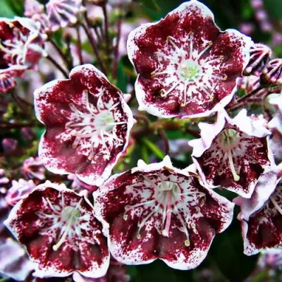 Кальмия БЛЕК ЛЕЙБЛ  в Кобрине