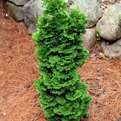 Туя СПИРАЛИС МИНИ западная в Кобрине