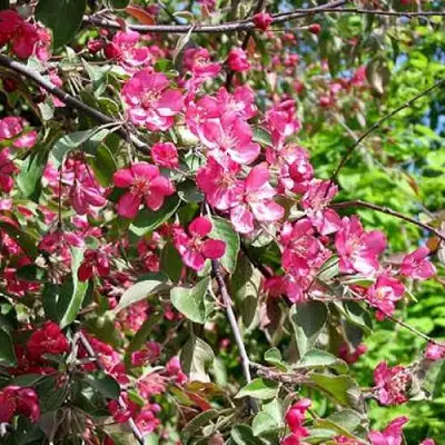 Яблоня КИТАЙКА ДОЛГО декоративная в Кобрине