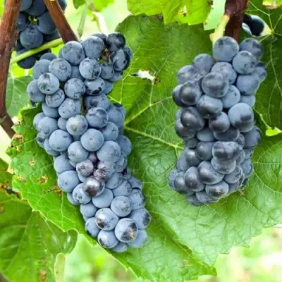 Виноград ВЭЛИАНТ в Кобрине