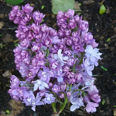 Сирень НАДЕЖДА в Кобрине