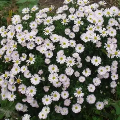 Астра ВАЙС многолетняя в Кобрине