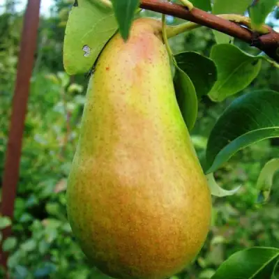 груша Амфора