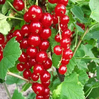 Смородина красная ФЕРТОДИ в Кобрине