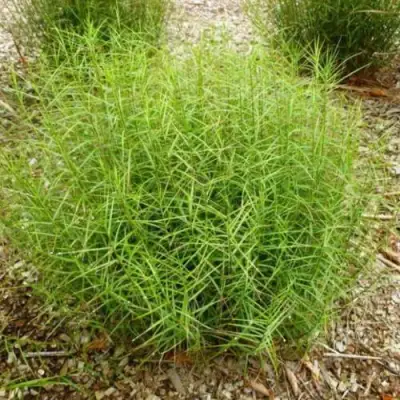 Осока ПАЛЬМОЛИСТНАЯ в Кобрине