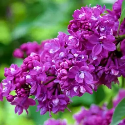 Сирень ОГНИ ДОНБАССА в Кобрине