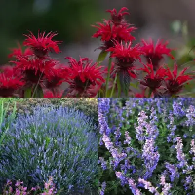 Комплект АРОМАТНЫЙ ЧАЙ в Кобрине