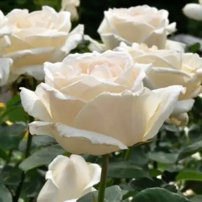 Роза БОИНГ чайно-гибридная в Кобрине