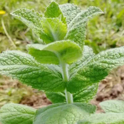 Мята яблочная в Кобрине