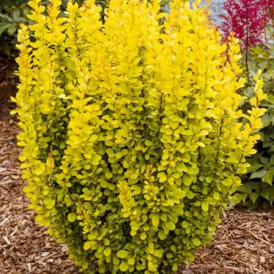 Барбарис ГОЛДЕН ТОРЧ тунберга в Кобрине