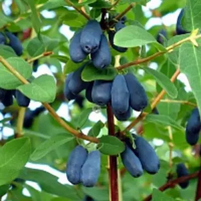 Жимолость съедобная АМФОРА в Кобрине