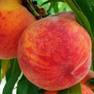 Персик ЗОЛОТОЙ ЮБИЛЕЙ в Кобрине