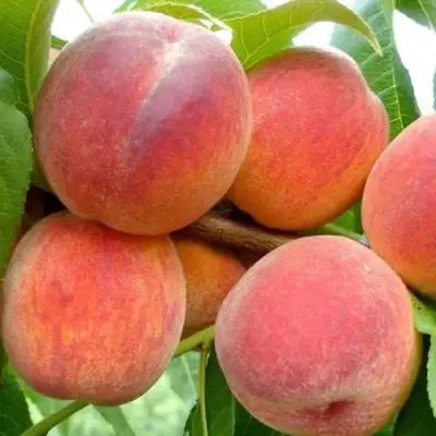 Персик ВАЙН ГОЛД Т3 в Кобрине