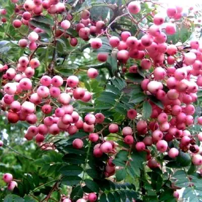 Рябина COREAL сладкоплодная  в Кобрине