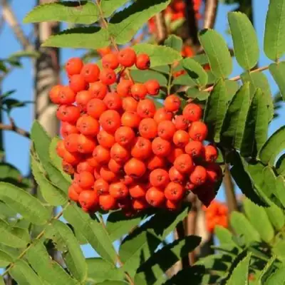 Рябина САХАРНАЯ ПЕТРОВА сладкоплодная в Кобрине