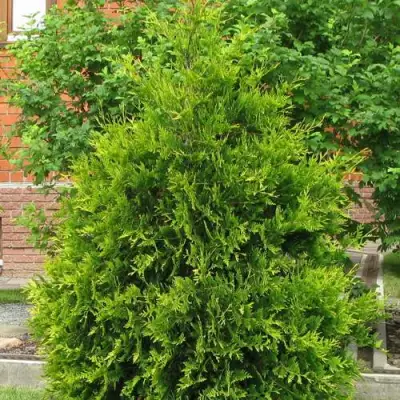 Туя АНЯ (АНИЕ) западная в Кобрине