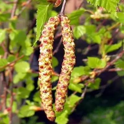 Береза бородавчатая в Кобрине