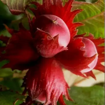 Фундук БАГРЯНЕЦ в Кобрине