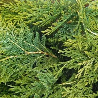 Кипарисовик ЭЛВУДИ ЭМПАЙР лавсона в Кобрине