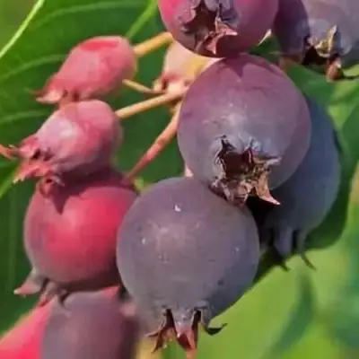 Ирга MANDAN в Кобрине