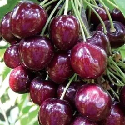 Черешня СИЛЬВИЯ колоновидная в Кобрине